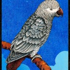 African Grey